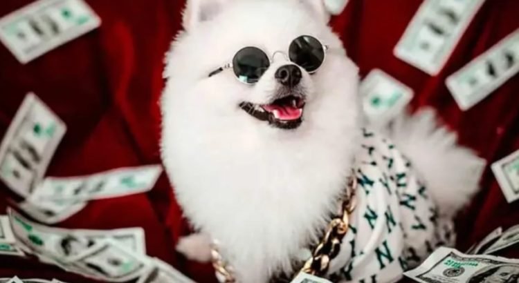 Deja abuelita todos sus millones a sus mascotas