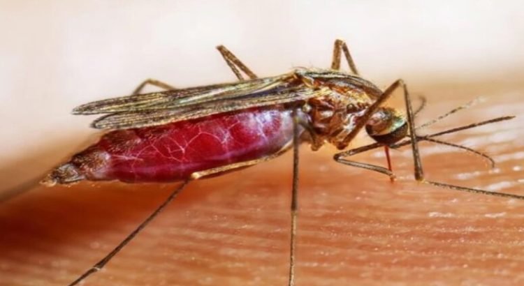 Se confirma el primer caso de malaria en migrante venezolana