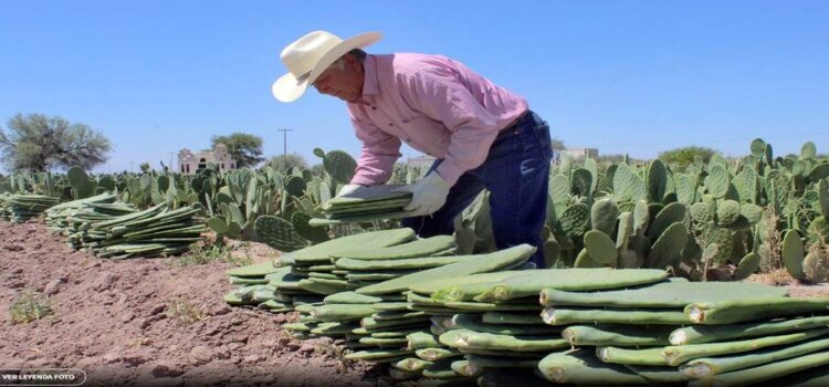 El cultivo del nopal es una opción de forraje ante sequía en La Laguna