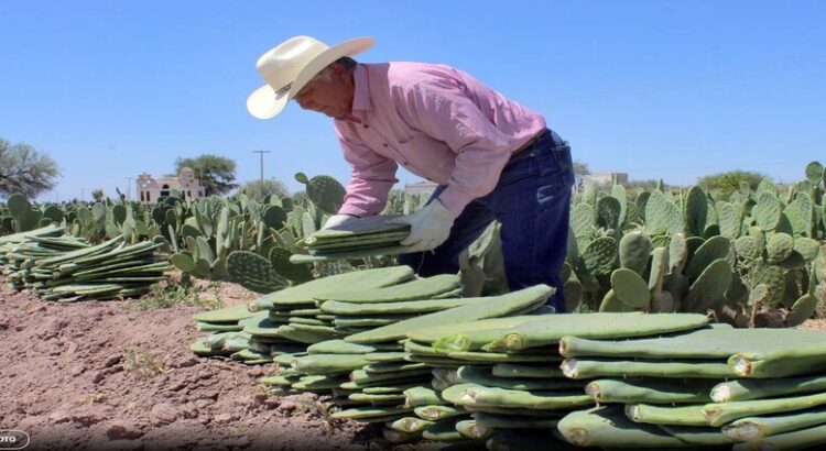 El cultivo del nopal es una opción de forraje ante sequía en La Laguna