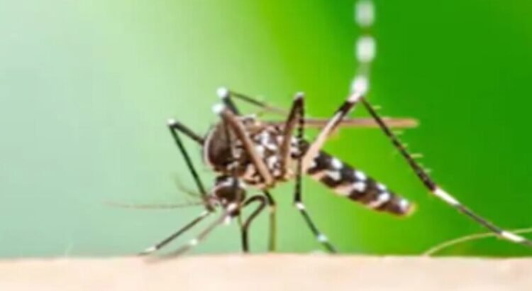 Van aumentando los casos de dengue, chikungunya y Zika, advierte IMSS Coahuila Van aumentando los casos de dengue, chikungunya y Zika, advierte IMSS Coahuila
