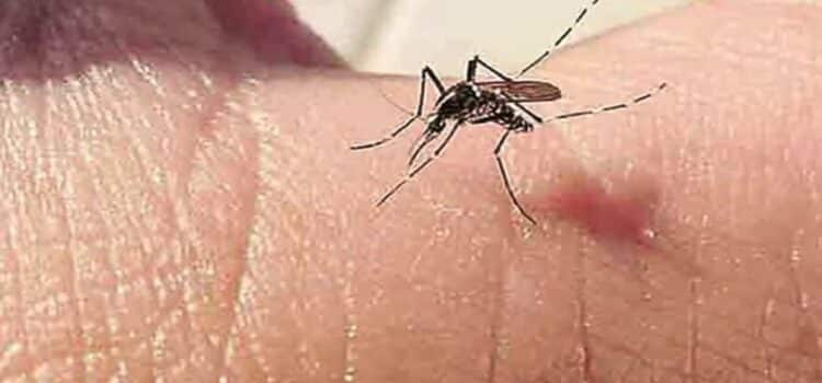 Una mujer enferma de dengue dio a luz en Coahuila