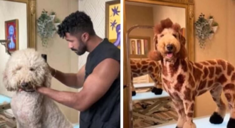 Gabriel Feitosa: el estilista canino que revoluciona el arte del ‘grooming’