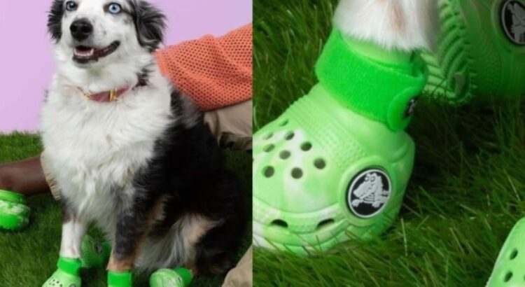 Moda bien perrona: Crocs lanza sandalias para «lomitos»