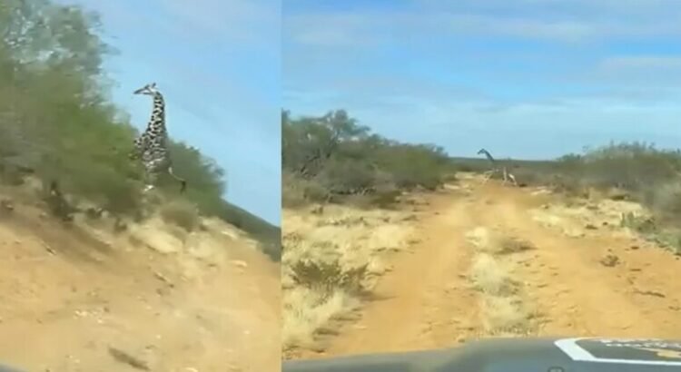 Son captada unas jirafas corriendo en brechas de Coahuila