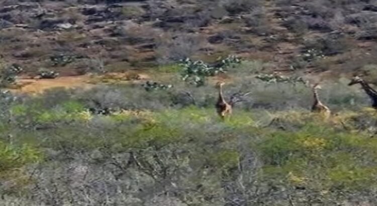 Reportan de nuevo jirafas en Coahuila