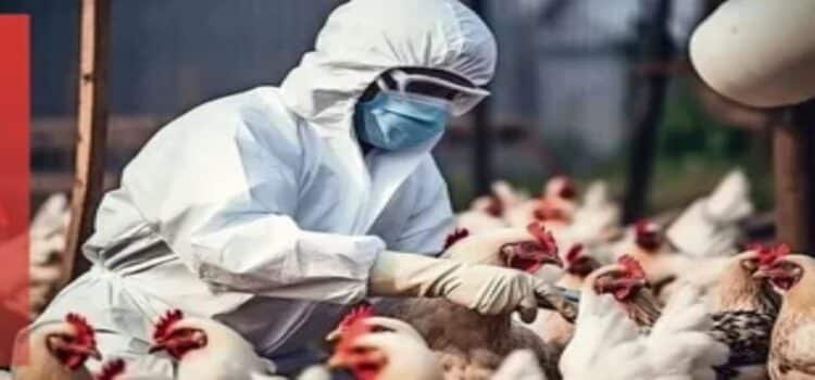 Se confirma el primer caso de Gripe Aviar y es de la Laguna
