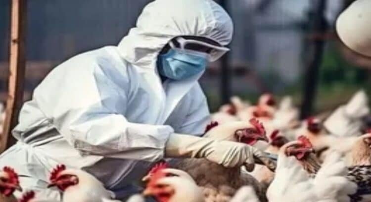Se confirma el primer caso de Gripe Aviar y es de la Laguna
