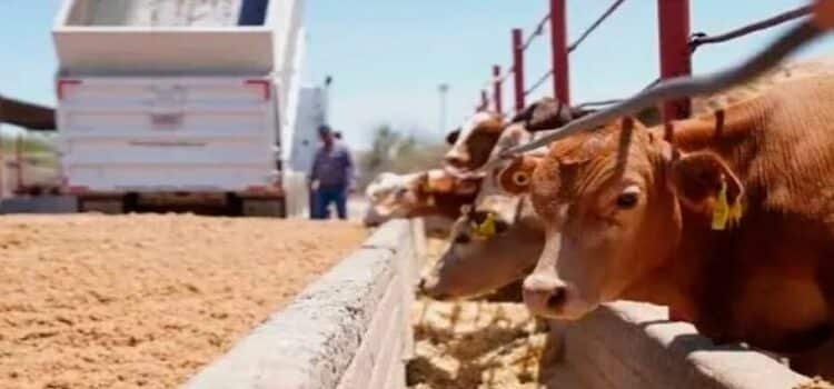 El estado de Coahuila, atento a la segunda pausa para importar ganado