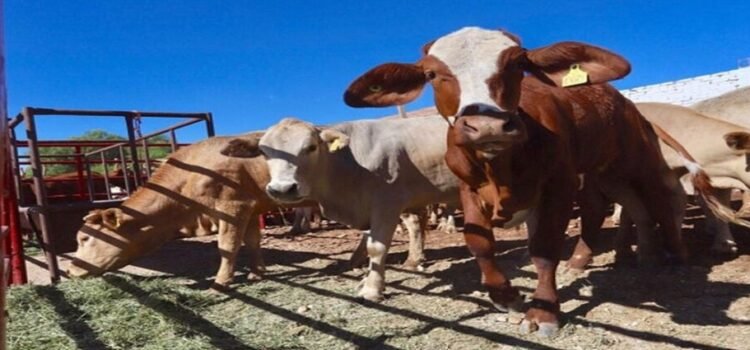 Los ganaderos de Coahuila acumulan 22 mdd en pérdidas por el cierre fronterizo