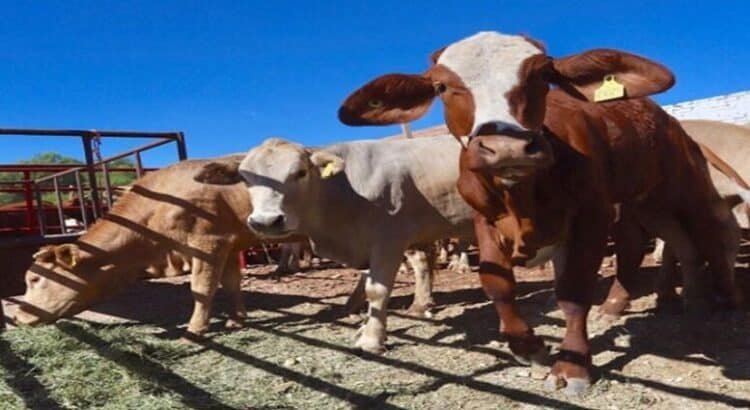 Los ganaderos de Coahuila acumulan 22 mdd en pérdidas por el cierre fronterizo