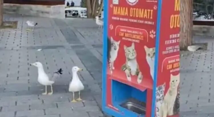 Gaviotas aprendieron a maullar para obtener comida