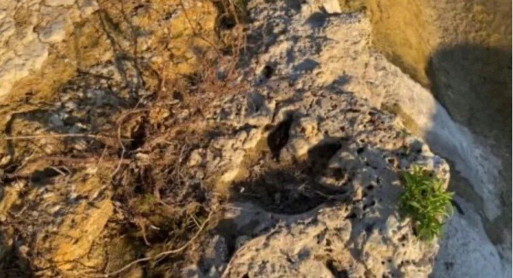 Tecnología 3D al rescate: huellas de dinosaurio de 110 millones de años emergen en Texas tras inundaciones