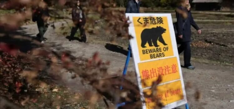 Empleado se defendió con judo de un ataque de oso